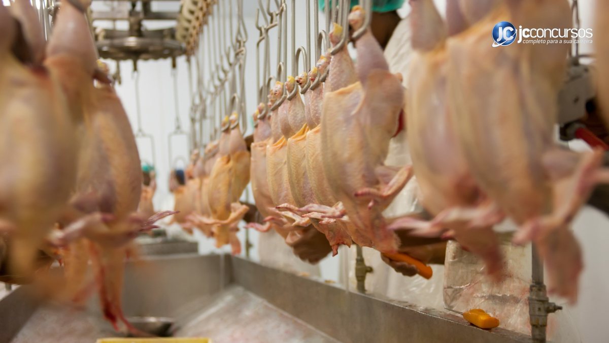Japão lidera como principal destino das exportações de carne de frango brasileira - Divulgação/JC Concursos