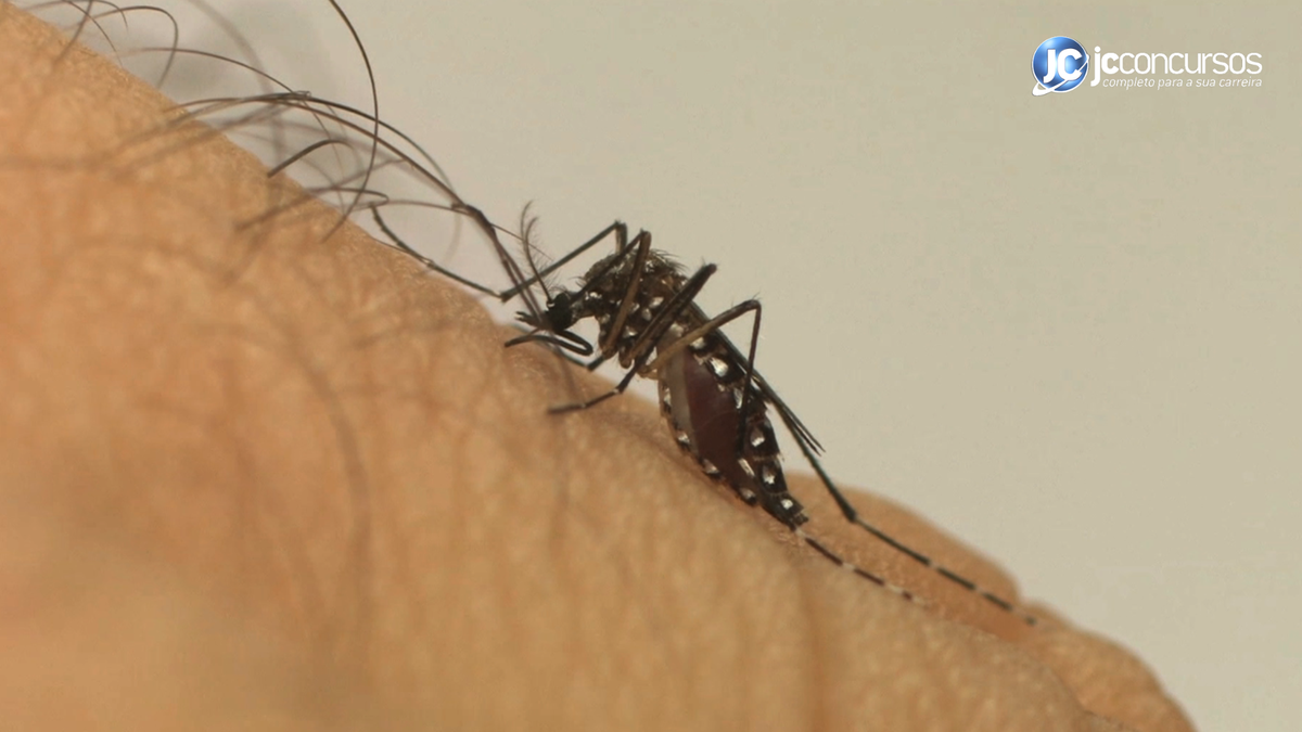 Mosquito Aedes Aegypti sobre a pele humana - Agência Brasil