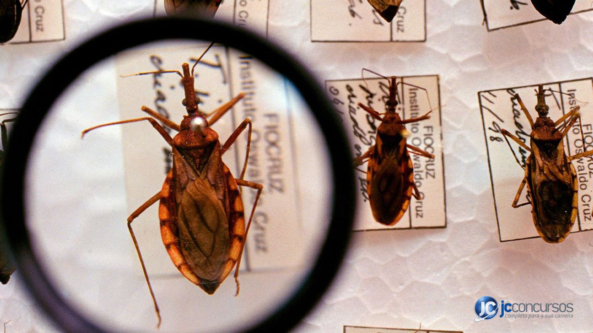 Lupa sobre o inseto barbeiro, hospedeiro do protozoário responsável pela doença de Chagas