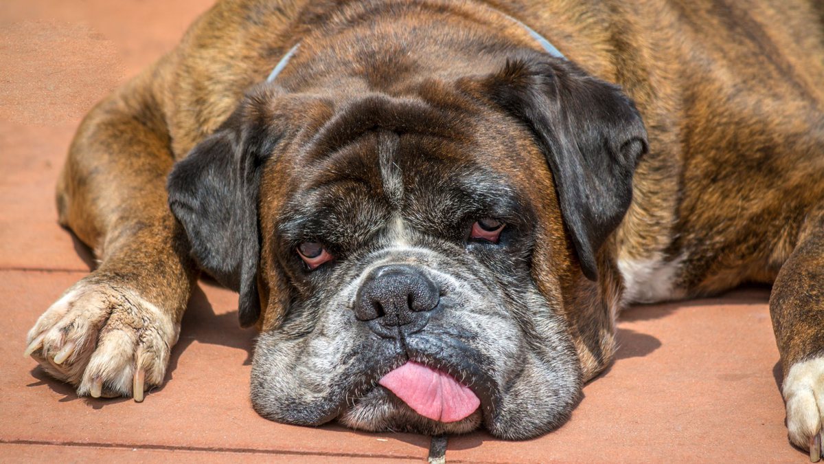 Cachorro deitado com língua para fora - Divulgação