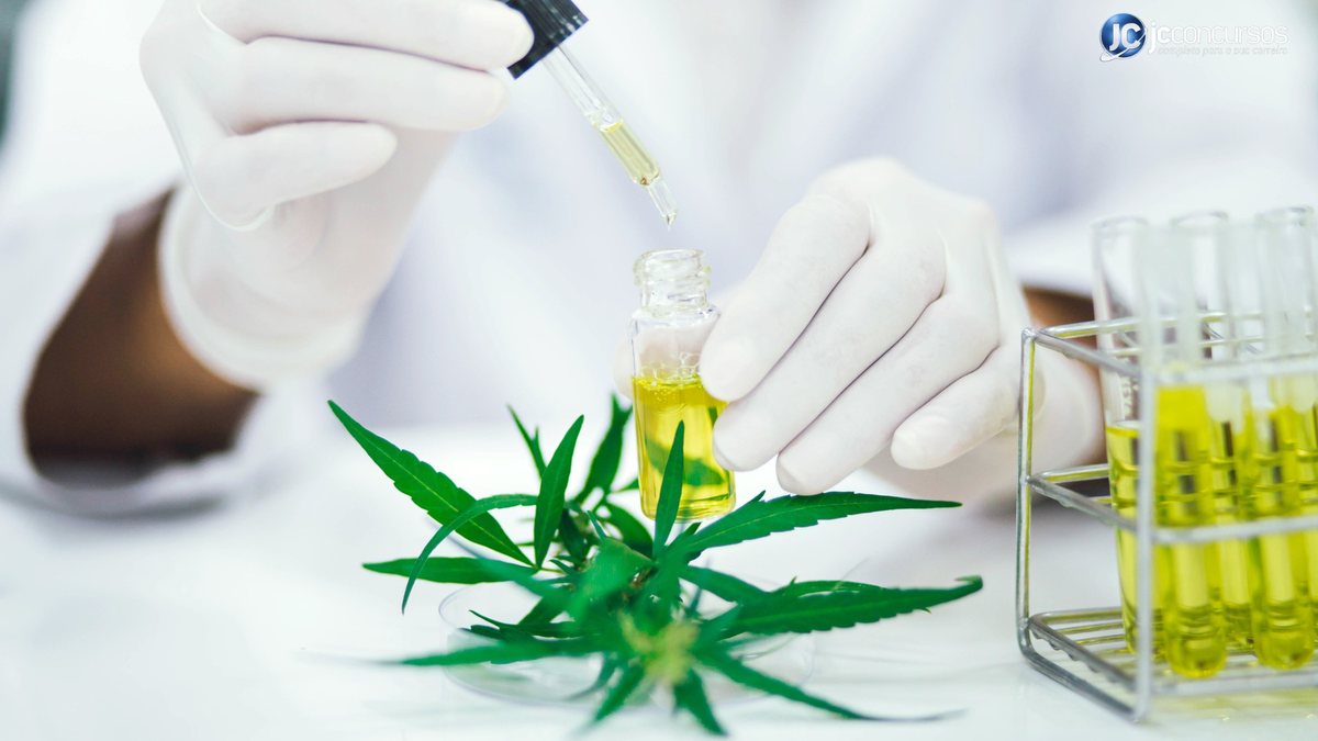 Canabidiol é um dos mais de 100 compostos químicos encontrados na planta de cannabis - Divulgação/JC Concursos