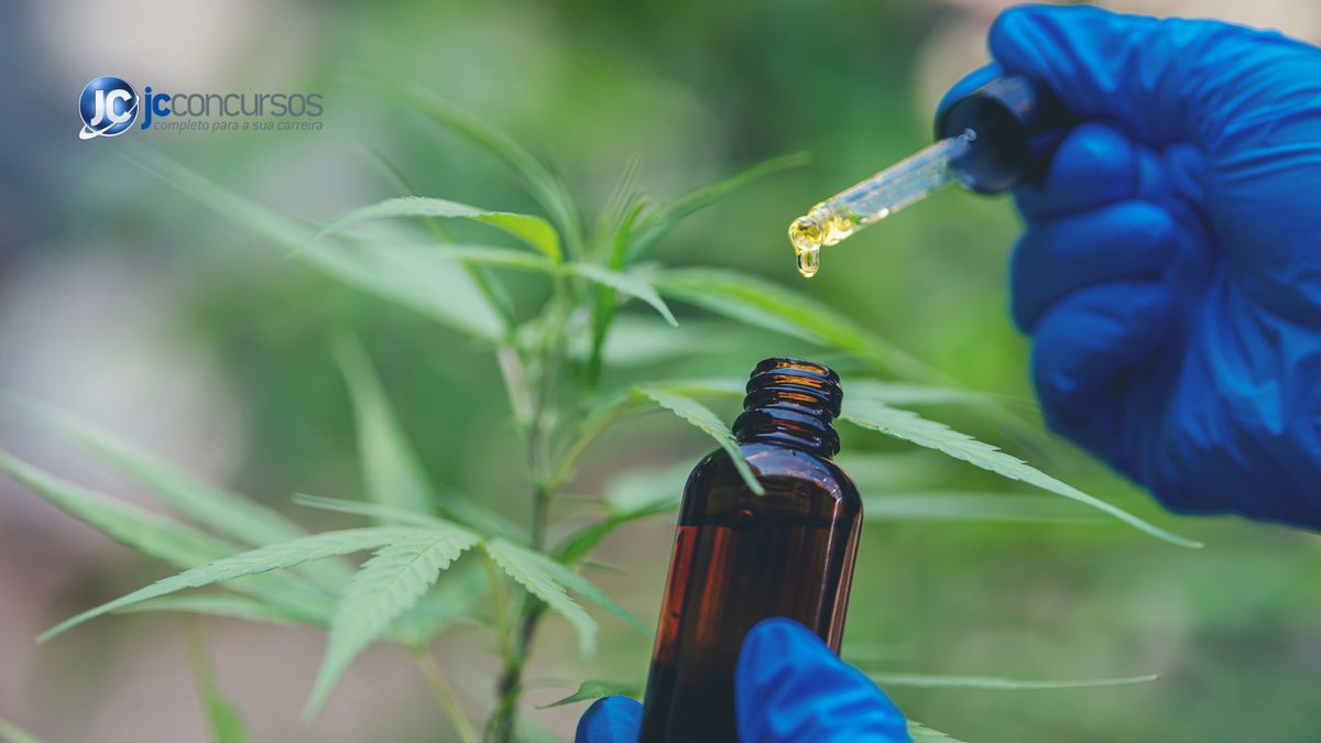 Governo de SP sanciona lei que distribui cannabis medicial pelo SUS - Canva