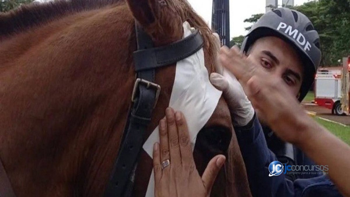 Um PM do Distrito Federal faz curativo em cavalo agredido em ato terrorista