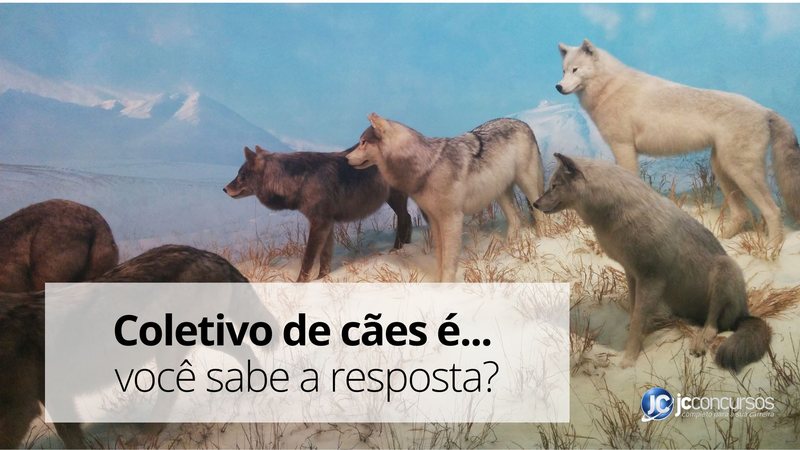 coletivo de cães - JC Concursos