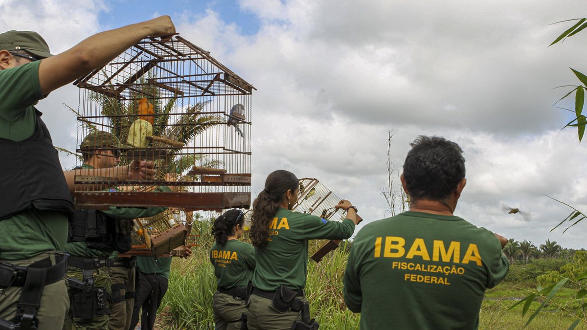 Concurso Ibama: servidores realizam soltura de pássaros silvestres