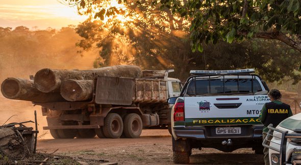 Concurso Ibama: agente durante fiscalização contra extração ilegal de madeira - Divulgação
