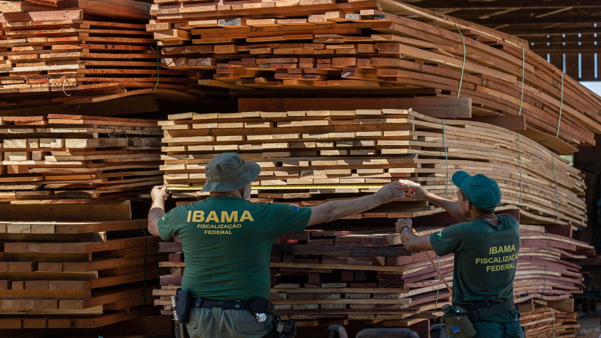 Concurso Ibama: servidores usam trena para medir madeira ilegal apreendida
