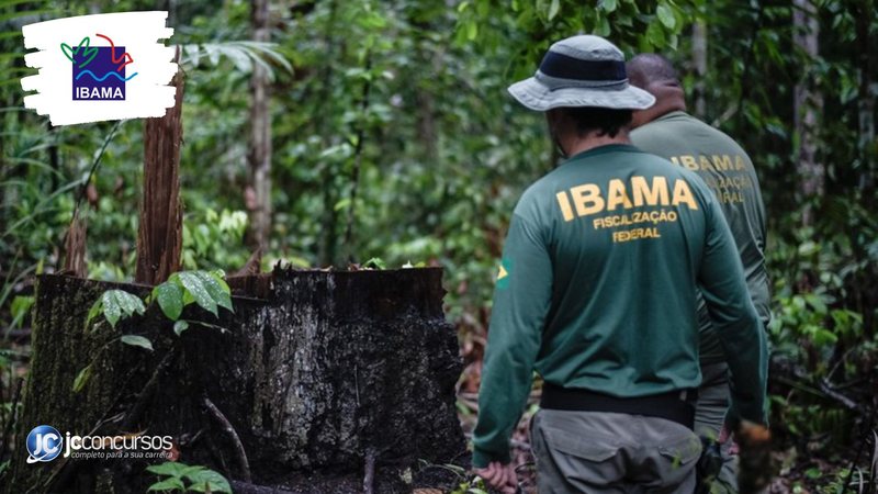 Concurso do Ibama: servidores durante operação contra extração ilegal de madeira - Foto: Divulgação