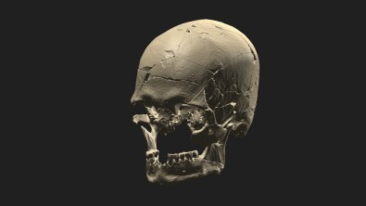 Renderização tridimensional a partir da tomografia do crânio do Luzio - Divulgação/André Strauss/MAE-USP