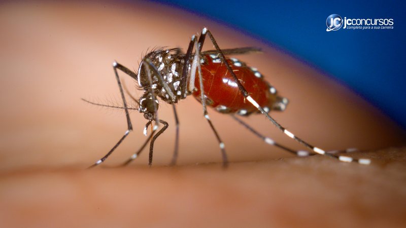 Nova classificação visa melhorar o diagnóstico precoce e o manejo clínico dos casos de dengue - Canva/JC Concursos