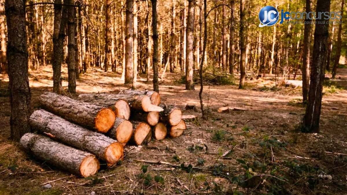 Desmatamento tem queda surpreendente no 1º semestre com novos recursos
