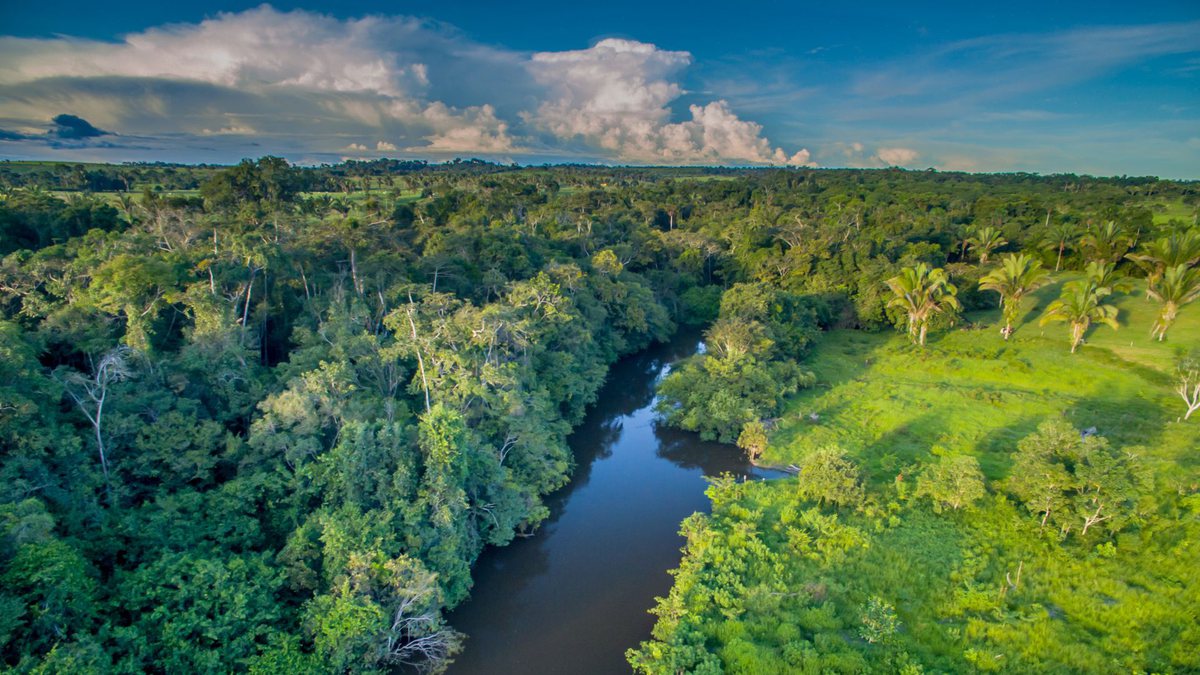 Floresta da Amazônia - Divulgação
