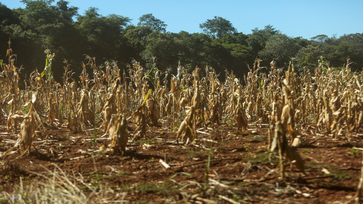 Os recursos vão beneficiar agricultores afetados pela estiagem - Gustavo Mansur / Governo do Rio Grande do Sul