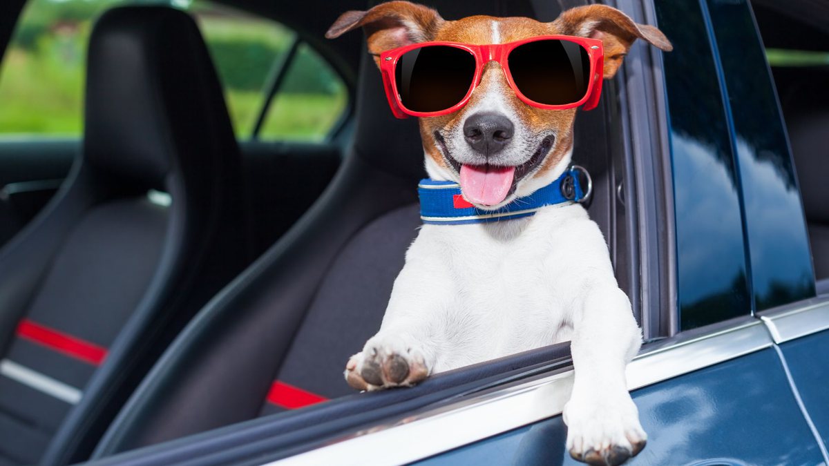 Cachorro com óculos escuro na janela do carro - Divulgação