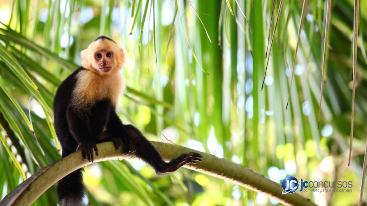 Macaco em galho de árvore - Freepik