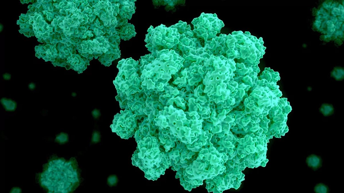 O norovírus é altamente contagioso e pode ser transmitido através de alimentos ou água contaminadas - Divulgação
