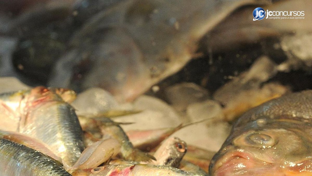 Foram coletadas amostras de peixes em mercados e feiras de 17 cidades amazônicas