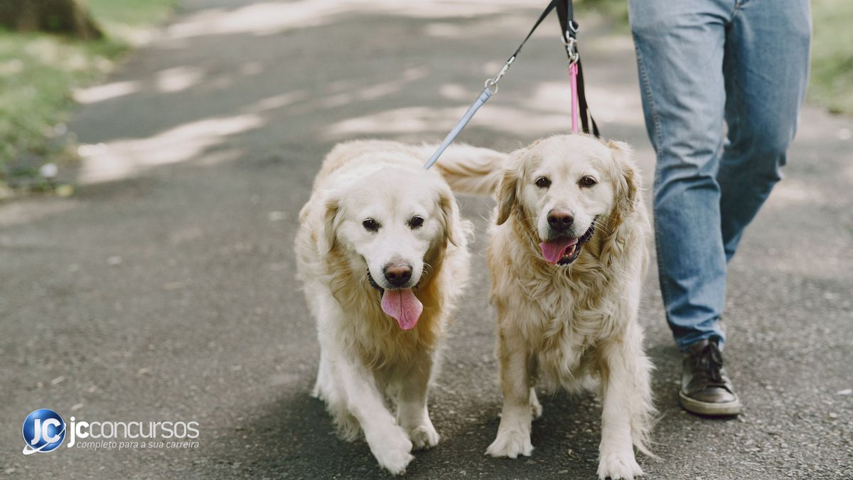 Dois cães da raça golden retriever passeando