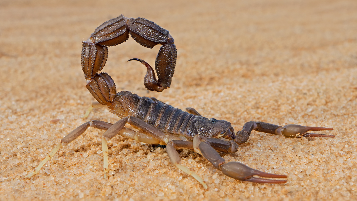 Escorpião marrom anda sobre areia - Divulgação