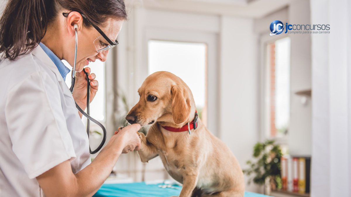 Uma veterinária examina um cachorro - Canva - Piso salarial para médicos veterinários