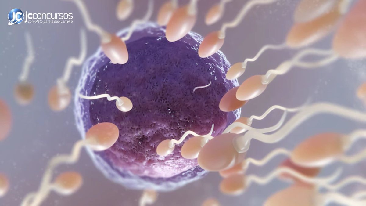 Espermatozoides em direção ao óvulo